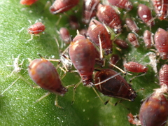 Staticobium staticis