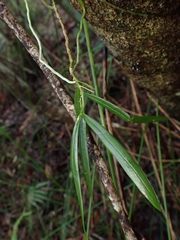Plectorrhiza tridentata
