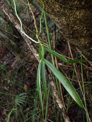 Plectorrhiza tridentata