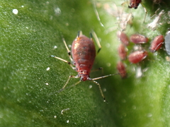 Staticobium staticis