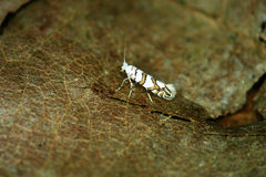 Phyllonorycter joannisi