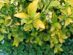 Ligustrum ovalifolium