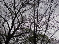 Pheucticus ludovicianus