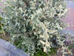Atriplex