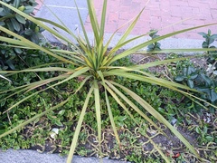 Liliopsida