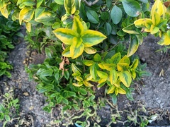 Ligustrum ovalifolium