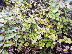 Adiantum tricholepis