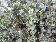 Atriplex