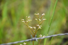 Mitreola