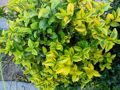 Ligustrum ovalifolium