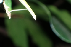 Lopaphus balteatus