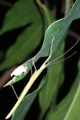 Lopaphus balteatus