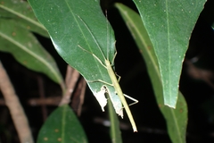 Lopaphus balteatus