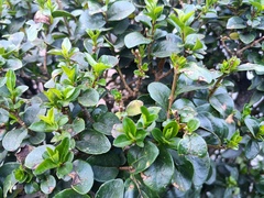 Ligustrum ovalifolium