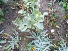 Atriplex
