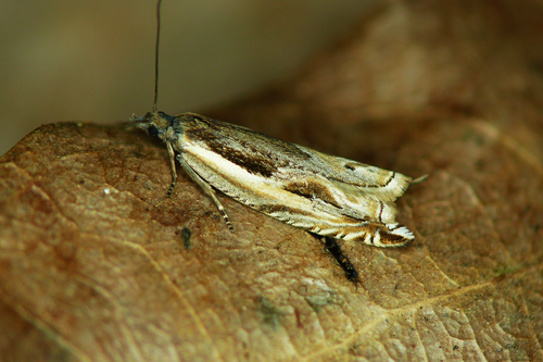 Ancylis apicella (Denis & Schiffermüller), 1775