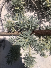 Tournefortia gnaphalodes