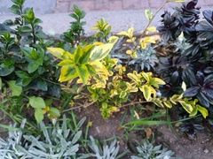 Ligustrum ovalifolium