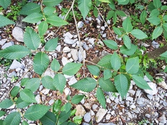 Ulmus serotina