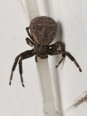Thomisidae