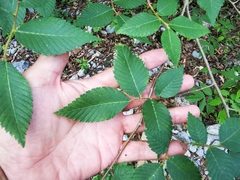 Ulmus serotina
