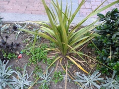 Liliopsida