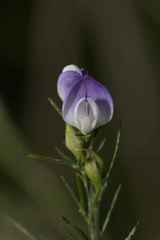 Psoralea filifolia