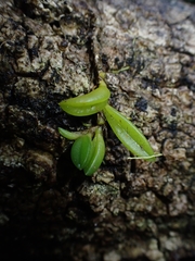 Bulbophyllum shepherdii