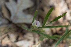 Lathyrus arizonicus