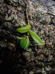 Bulbophyllum shepherdii
