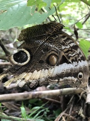 Caligo atreus