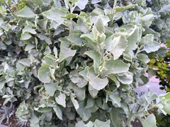 Atriplex