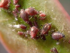 Staticobium staticis