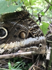 Caligo atreus