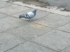 Columba livia