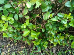 Ligustrum ovalifolium