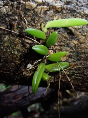Bulbophyllum shepherdii