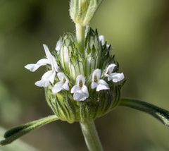 Acrotome angustifolia