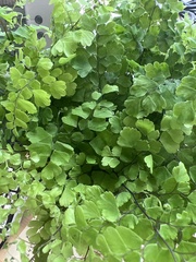 Adiantum mairisii
