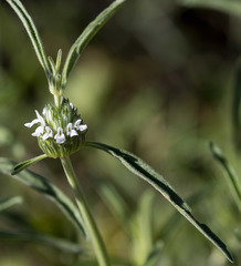 Acrotome angustifolia