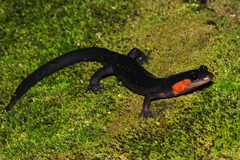 Plethodon jordani