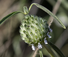 Acrotome angustifolia