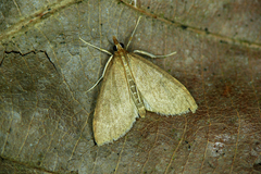Udea accolalis