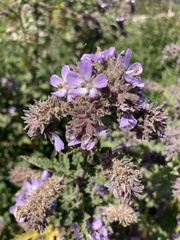 Tarasa capitata