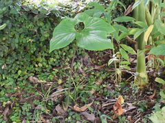 Typhonium trilobatum