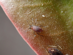 Staticobium staticis