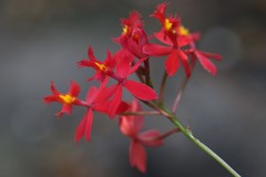 Epidendrum × obrienianum