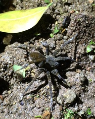 Dolomedes raptor