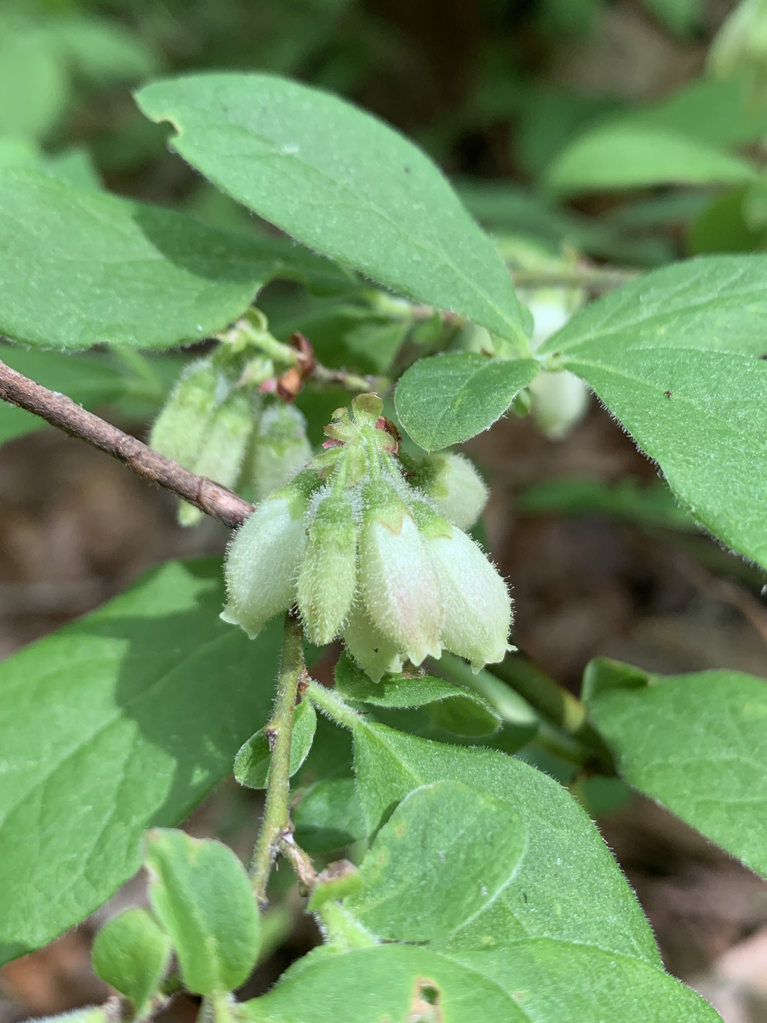 Vaccinium hirsutum