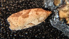 Acleris maccana